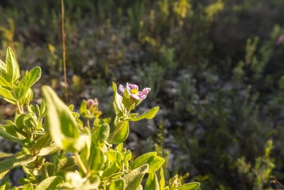 Terreno para Venda em Santa Barbara de Nexe