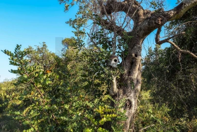 Terreno para Venda em Santa Barbara de Nexe
