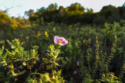 Terreno para Venda em Santa Barbara de Nexe