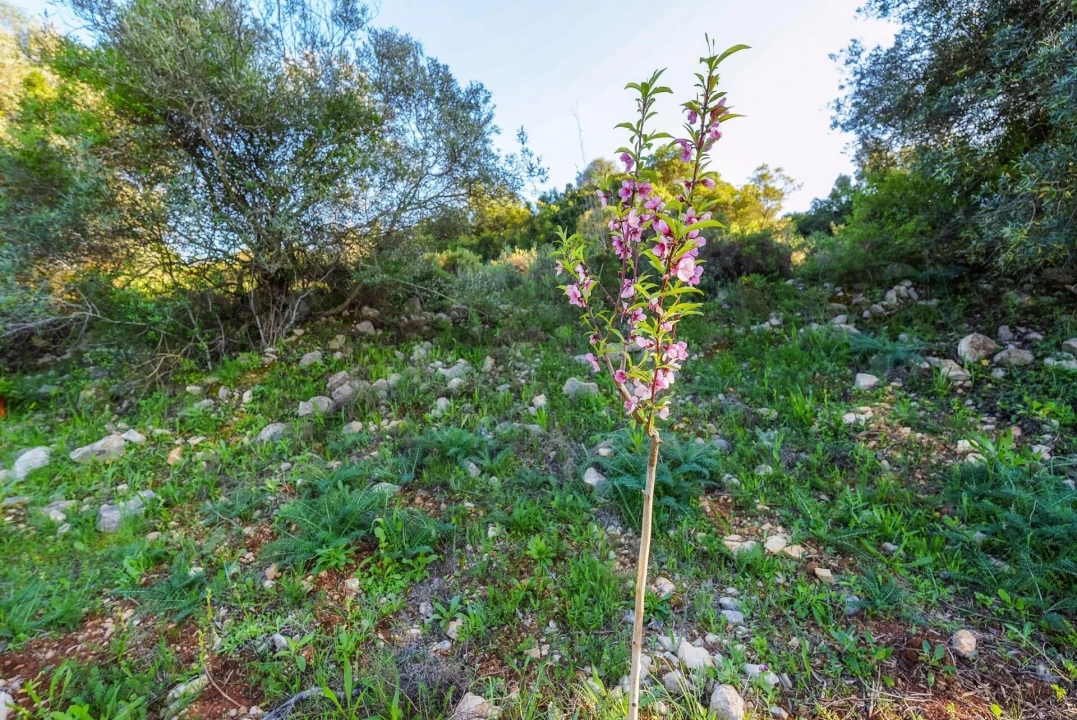 Terreno para Venda em Santa Barbara de Nexe Foto 18