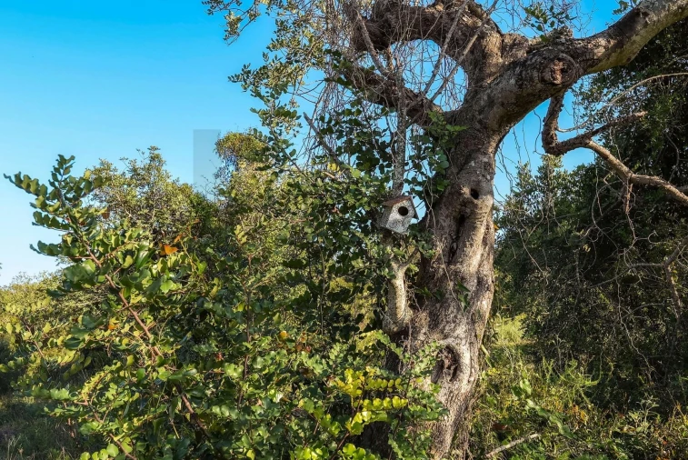 Terreno para Venda em Santa Barbara de Nexe Foto 21