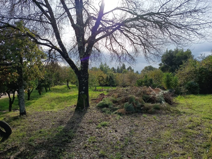 Terreno para Venda em Treixedo e Nagozela Foto 7