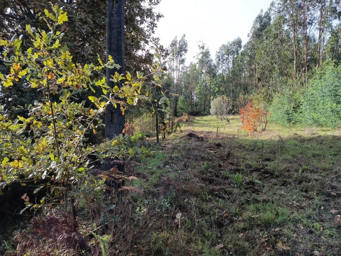 Terreno para Venda em Treixedo e Nagozela Foto 3