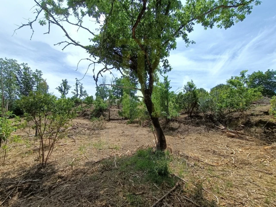 Quinta para Venda em Lagares Foto 13