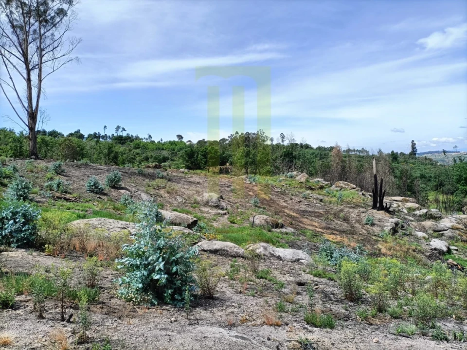 Quinta para Venda em Lagares Foto 15