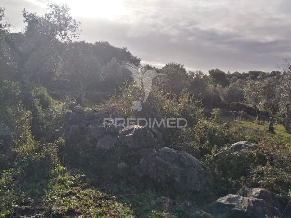 Terreno para Venda em Serra de Santo Antonio Foto 10