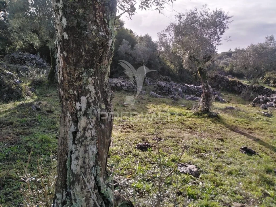 Terreno para Venda em Serra de Santo Antonio Foto 20