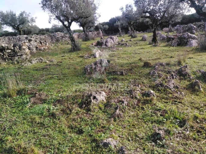 Terreno para Venda em Serra de Santo Antonio Foto 3