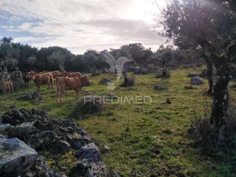 Terreno para Venda em Serra de Santo Antonio Foto 8