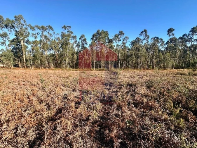 Terreno para Venda em Alheira e Igreja Nova Foto 11