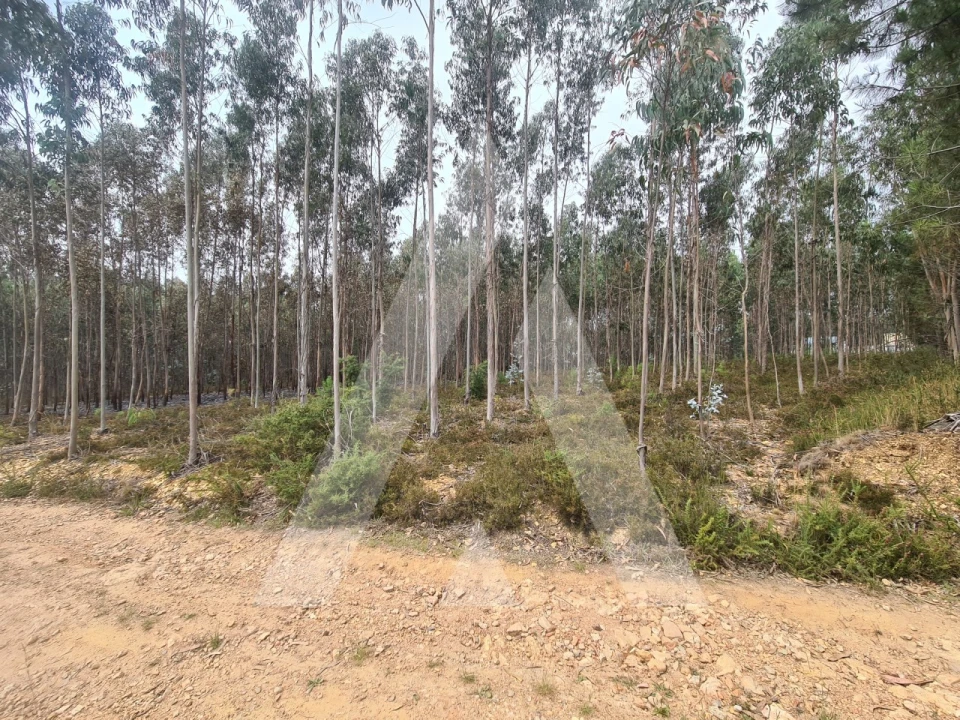 Terreno Comércio / Armazém para Venda em Pinheiro da Bemposta, Travanca e Palmaz Foto 1
