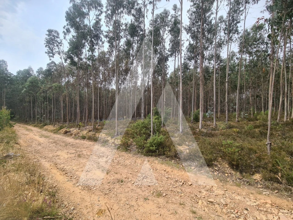 Terreno Comércio / Armazém para Venda em Pinheiro da Bemposta, Travanca e Palmaz Foto 2