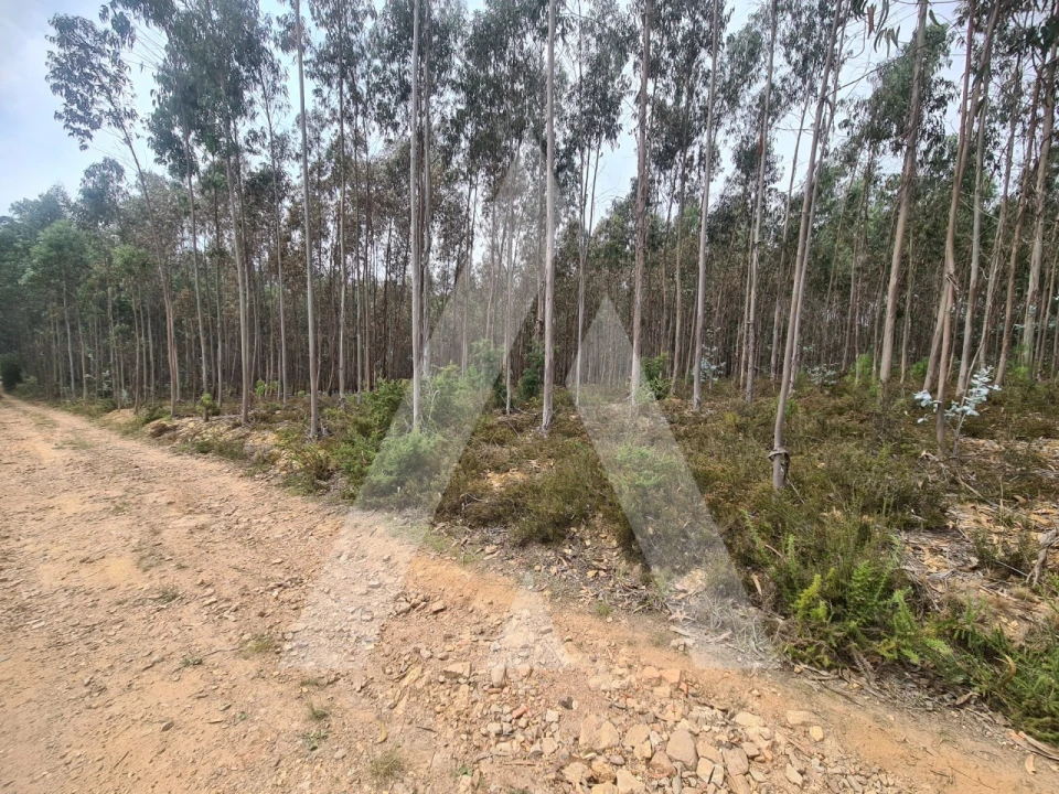 Terreno Comércio / Armazém para Venda em Pinheiro da Bemposta, Travanca e Palmaz Foto 3