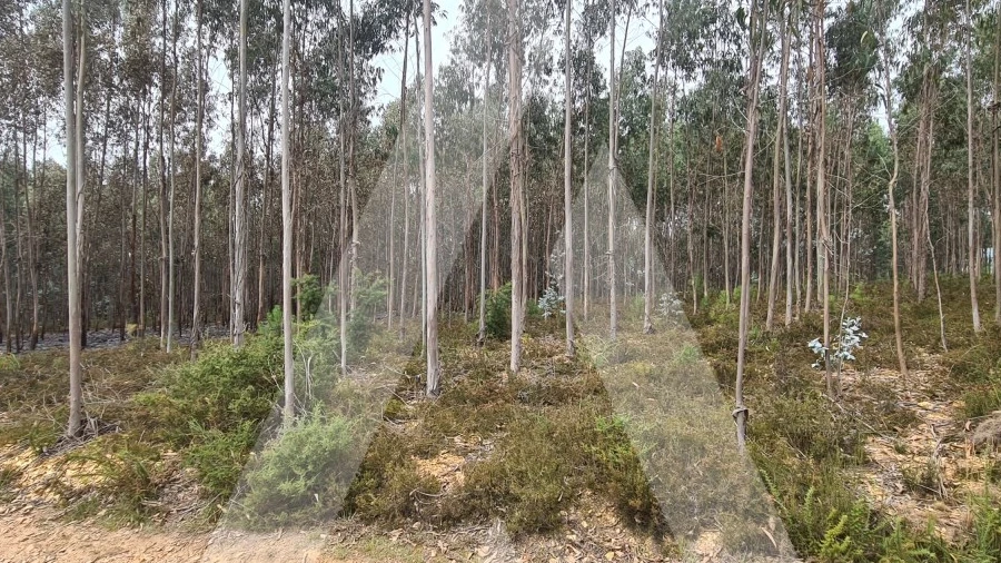 Terreno Comércio / Armazém para Venda em Pinheiro da Bemposta, Travanca e Palmaz