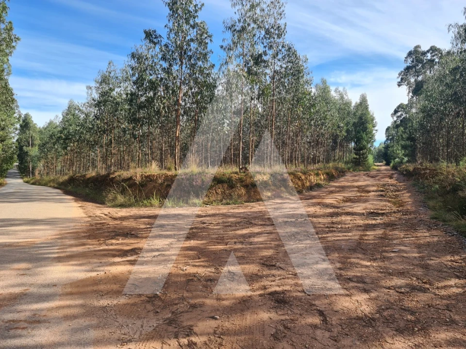 Terreno Comércio / Armazém para Venda em Pinheiro da Bemposta, Travanca e Palmaz Foto 1