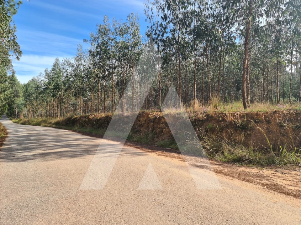 Terreno Comércio / Armazém para Venda em Pinheiro da Bemposta, Travanca e Palmaz Foto 3