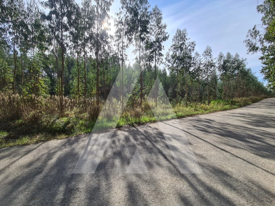 Terreno Comércio / Armazém para Venda em Pinheiro da Bemposta, Travanca e Palmaz Foto 5