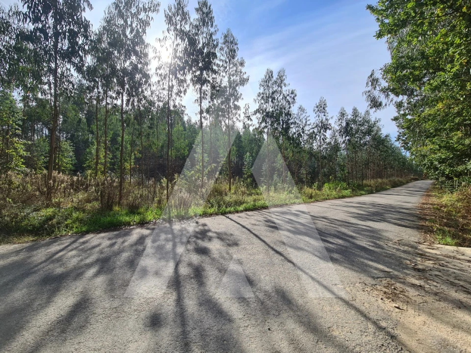 Terreno Comércio / Armazém para Venda em Pinheiro da Bemposta, Travanca e Palmaz Foto 7