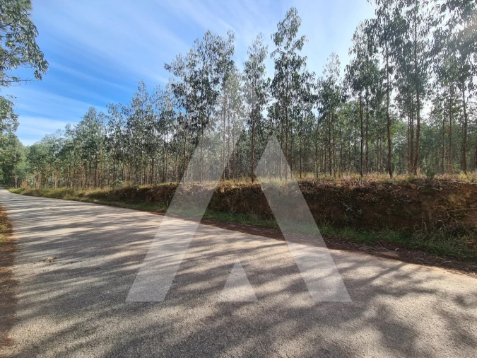 Terreno Comércio / Armazém para Venda em Pinheiro da Bemposta, Travanca e Palmaz Foto 4