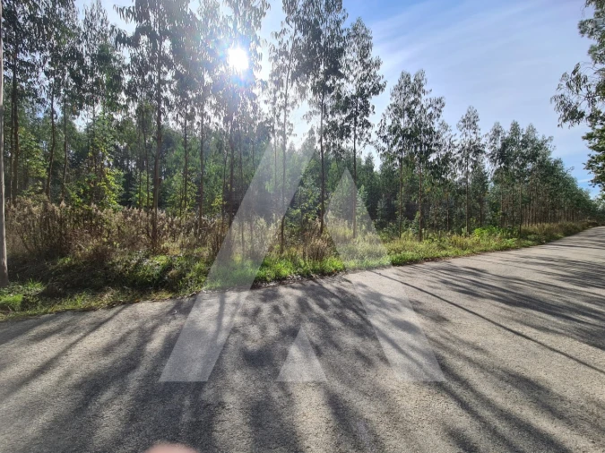 Terreno Comércio / Armazém para Venda em Pinheiro da Bemposta, Travanca e Palmaz Foto 6