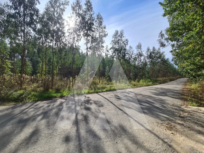 Terreno Comércio / Armazém para Venda em Pinheiro da Bemposta, Travanca e Palmaz Foto 7