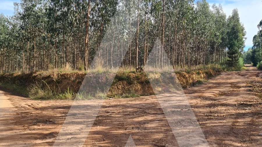 Terreno Comércio / Armazém para Venda em Pinheiro da Bemposta, Travanca e Palmaz