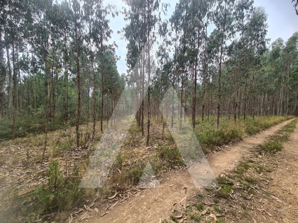 Terreno Comércio / Armazém para Venda em Pinheiro da Bemposta, Travanca e Palmaz Foto 1