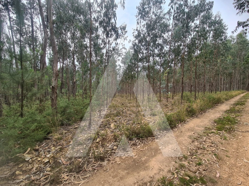 Terreno Comércio / Armazém para Venda em Pinheiro da Bemposta, Travanca e Palmaz Foto 2
