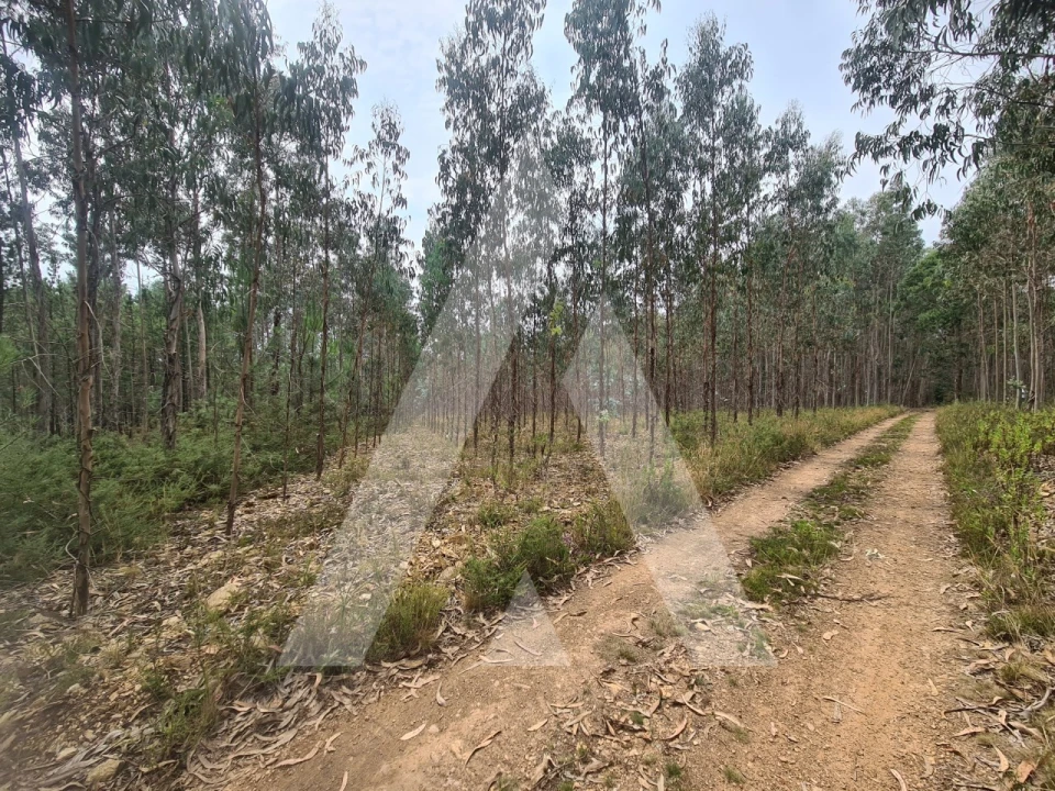 Terreno Comércio / Armazém para Venda em Pinheiro da Bemposta, Travanca e Palmaz Foto 3