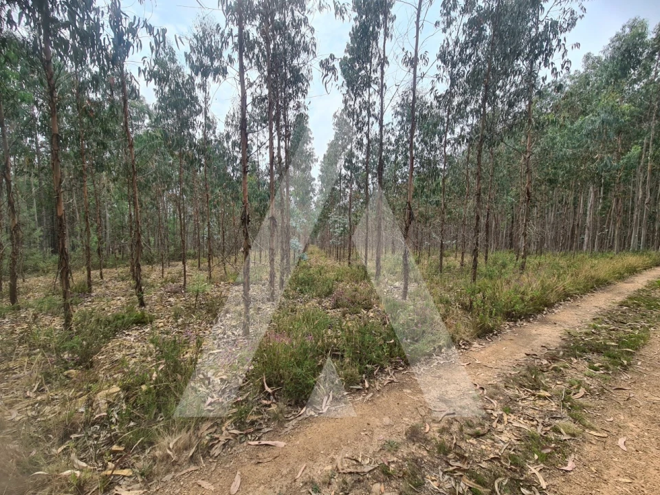 Terreno Comércio / Armazém para Venda em Pinheiro da Bemposta, Travanca e Palmaz Foto 4