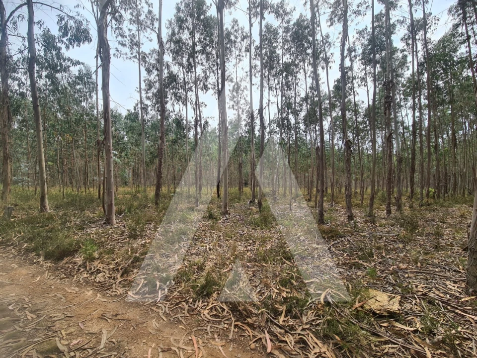 Terreno Comércio / Armazém para Venda em Pinheiro da Bemposta, Travanca e Palmaz Foto 5