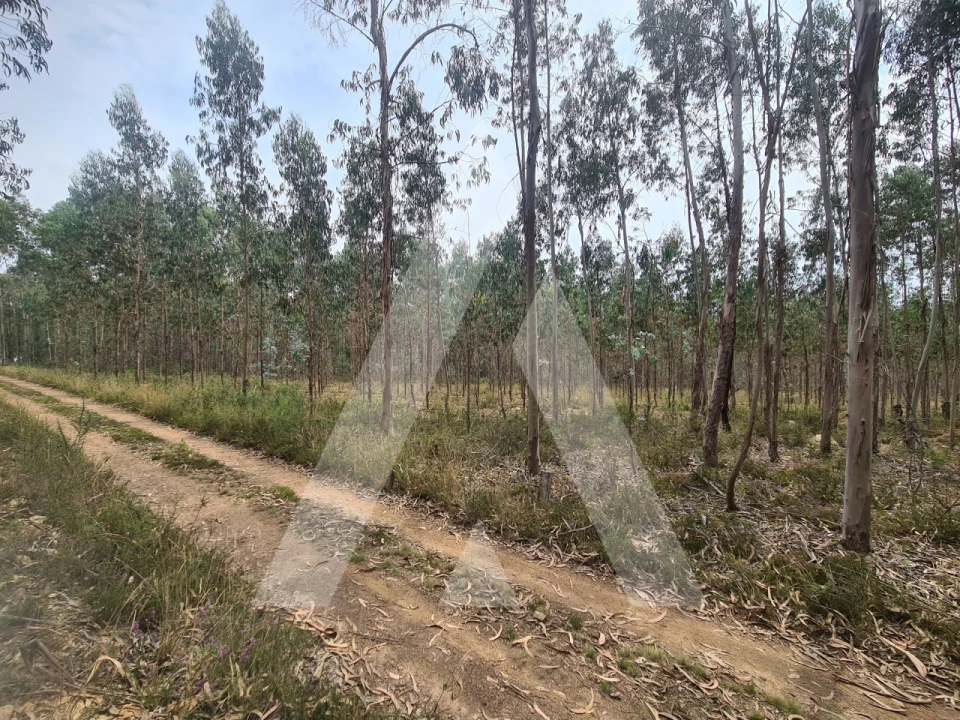 Terreno Comércio / Armazém para Venda em Pinheiro da Bemposta, Travanca e Palmaz Foto 6