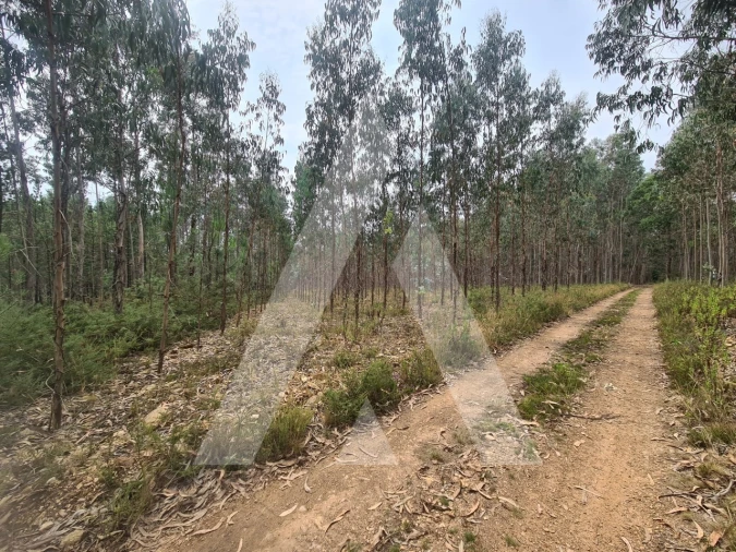 Terreno Comércio / Armazém para Venda em Pinheiro da Bemposta, Travanca e Palmaz Foto 3
