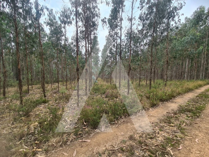 Terreno Comércio / Armazém para Venda em Pinheiro da Bemposta, Travanca e Palmaz Foto 4