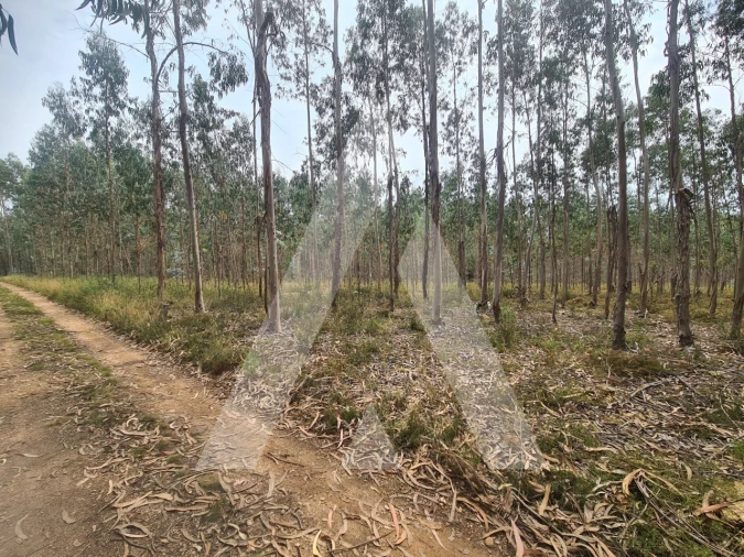 Terreno Comércio / Armazém para Venda em Pinheiro da Bemposta, Travanca e Palmaz Foto 7