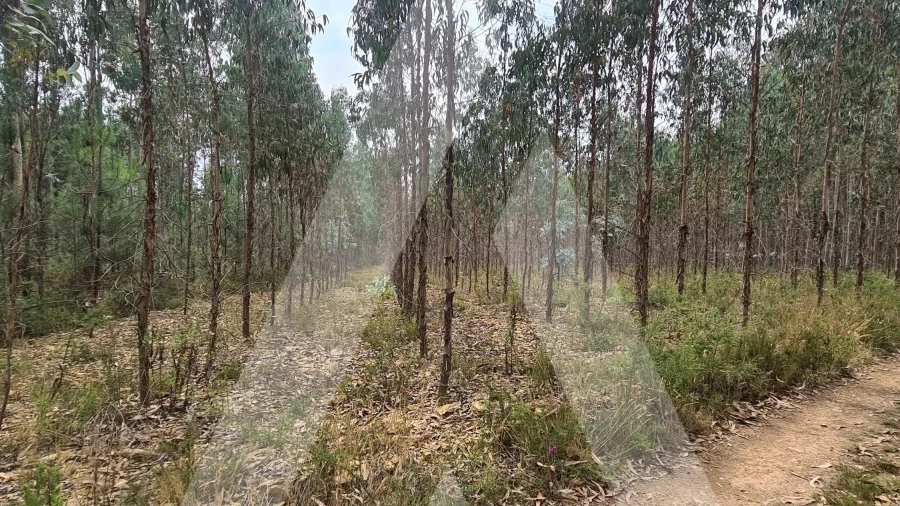 Terreno Comércio / Armazém para Venda em Pinheiro da Bemposta, Travanca e Palmaz