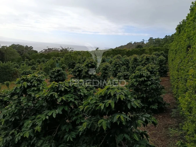 Terreno para Venda em Urzelina (São Mateus) Foto 6