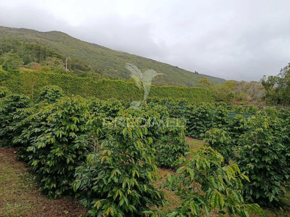 Terreno para Venda em Urzelina (São Mateus) Foto 2
