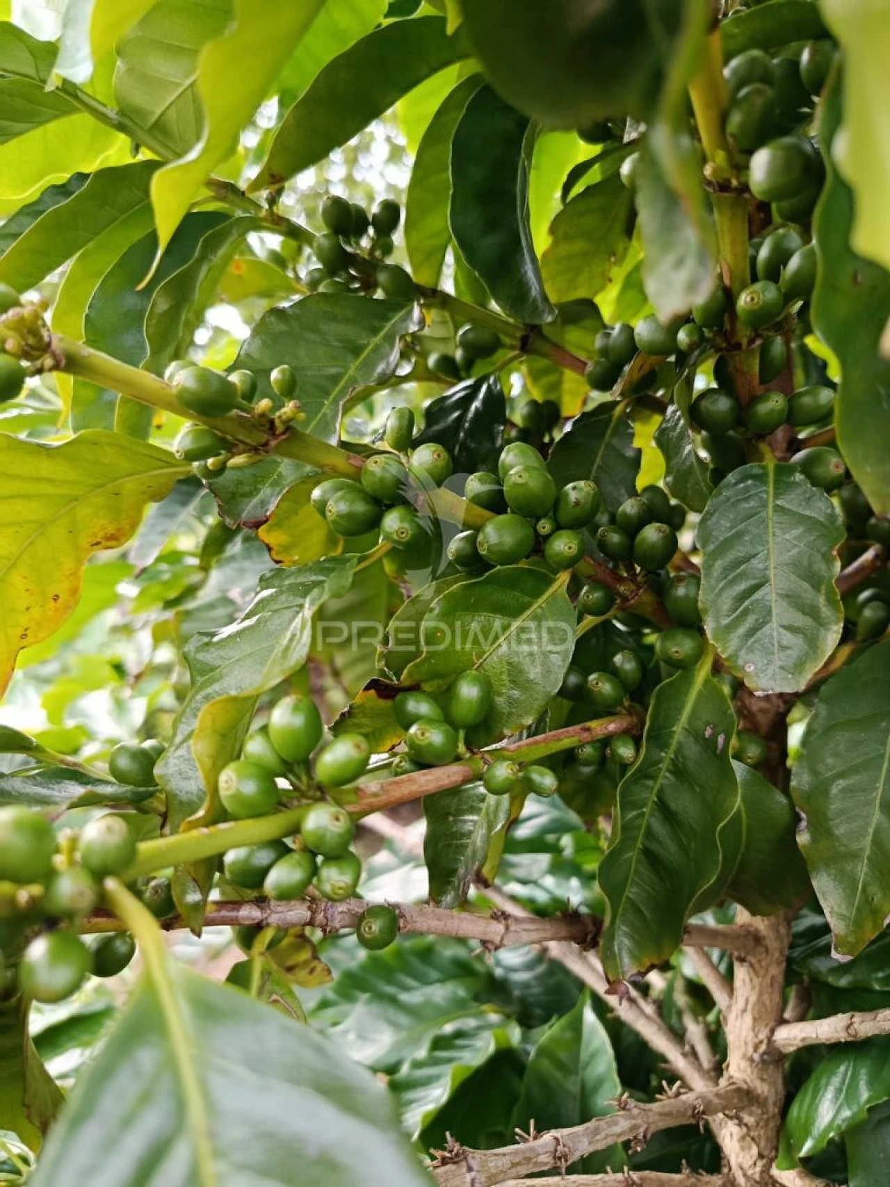 Terreno para Venda em Urzelina (São Mateus) Foto 3