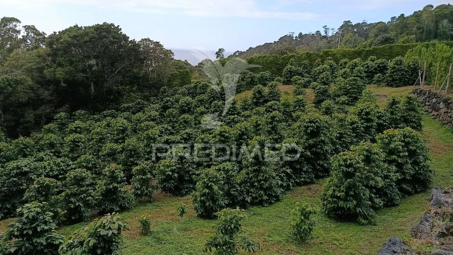 Terreno para Venda em Urzelina (São Mateus)