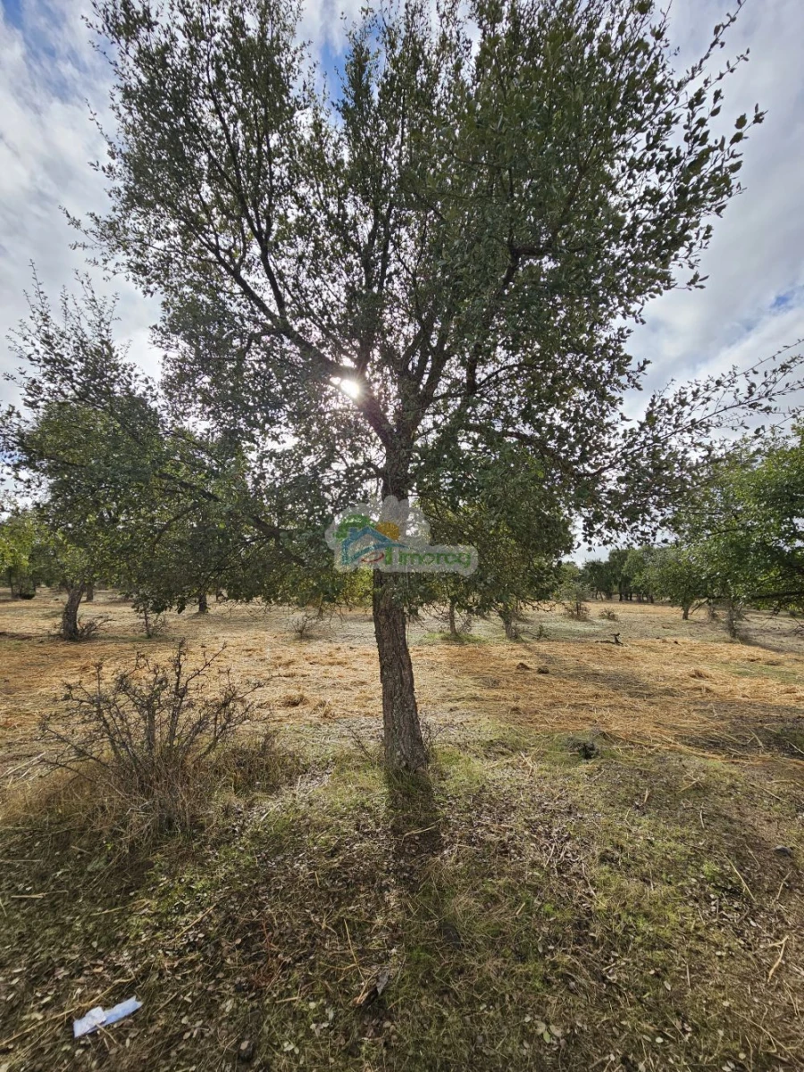 Quinta T2 para Venda em Granja Foto 5