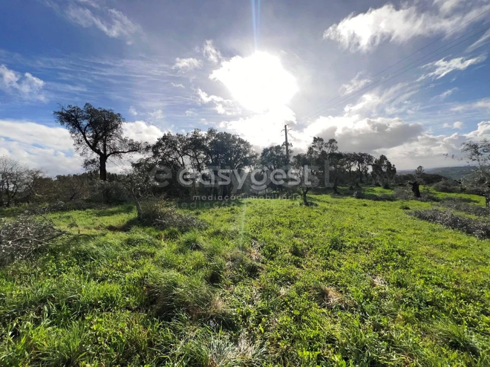 Terreno Agricola ou Rústico para Venda em Casais e Alviobeira Foto 10