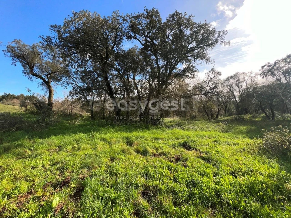 Terreno Agricola ou Rústico para Venda em Casais e Alviobeira Foto 13