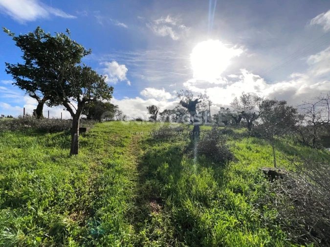 Terreno Agricola ou Rústico para Venda em Casais e Alviobeira Foto 6