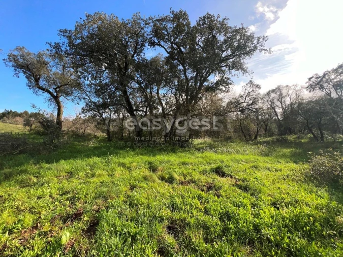 Terreno Agricola ou Rústico para Venda em Casais e Alviobeira Foto 13
