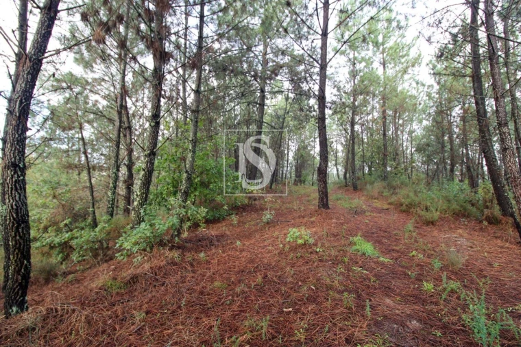 Terreno para Venda em Lufrei Foto 24