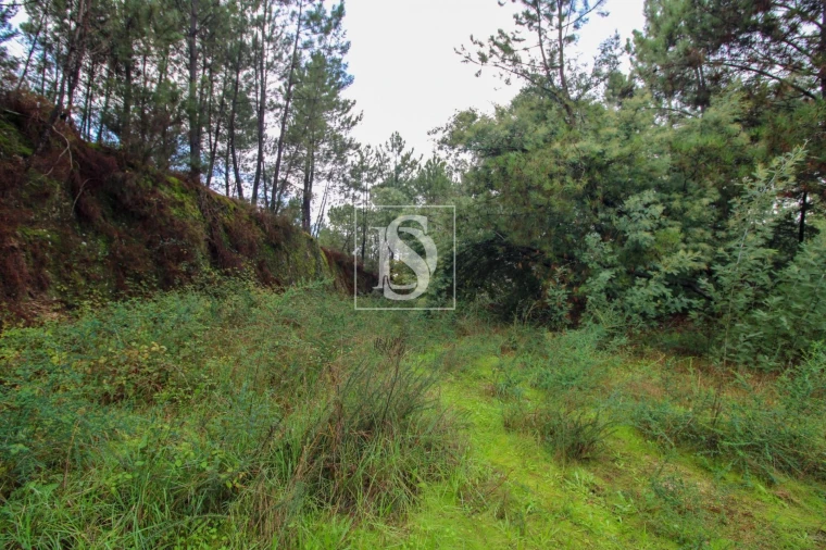 Terreno para Venda em Lufrei Foto 26