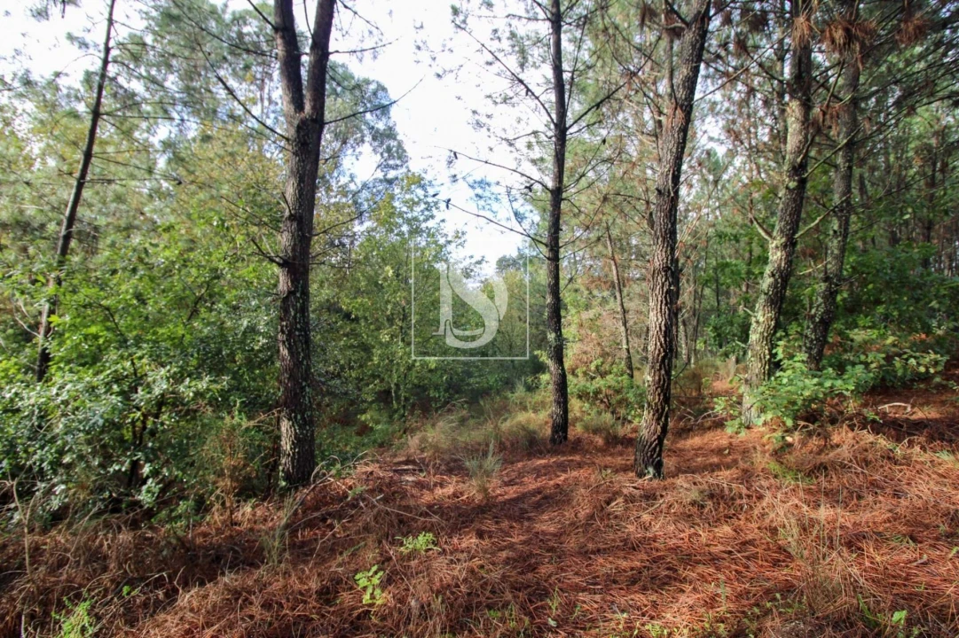 Terreno para Venda em Lufrei Foto 23