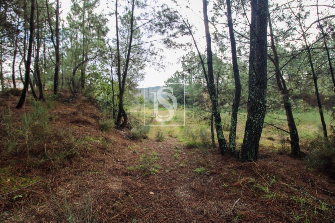 Terreno para Venda em Lufrei Foto 25
