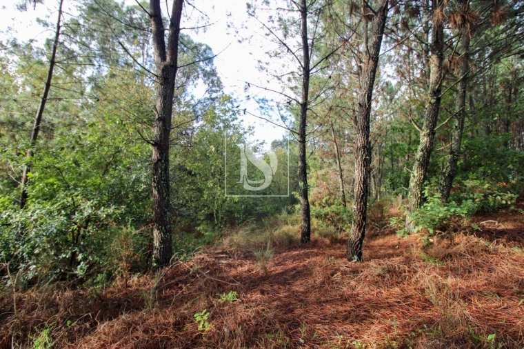Terreno para Venda em Lufrei Foto 23